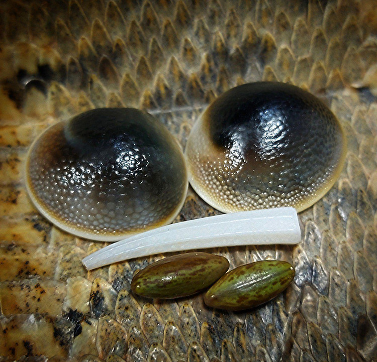 مهره ماراصل کمیاب