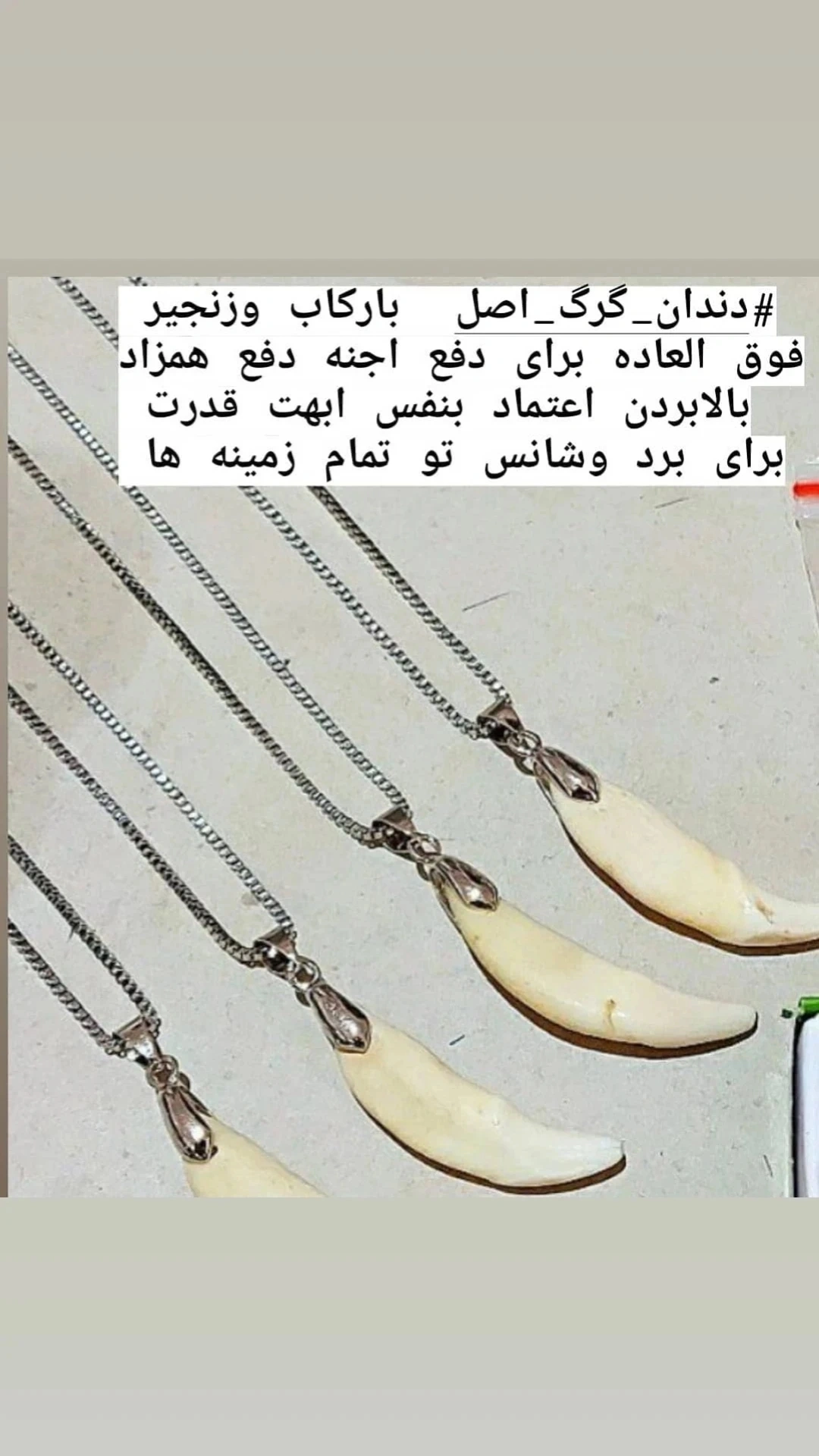 مدال دندان گرگ